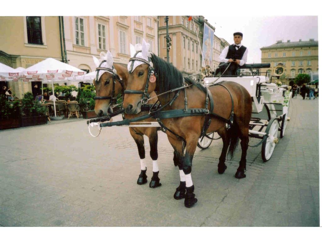 Ślubna dorożka, Kraków, małopolskie