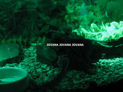 Oświetlenie Nocne 6LED+przyssawki ZIELONY