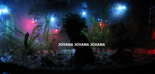 Akwarium Oświetlenie 6LED+przyssawki Zielony