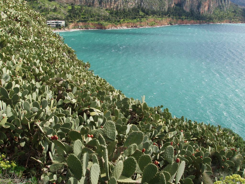 Kaktusowy las- Nafplio