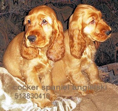 COCKER SPANIEL ANGIELSKI - SZCZENIĘTA, Grudziądz, kujawsko-pomorskie