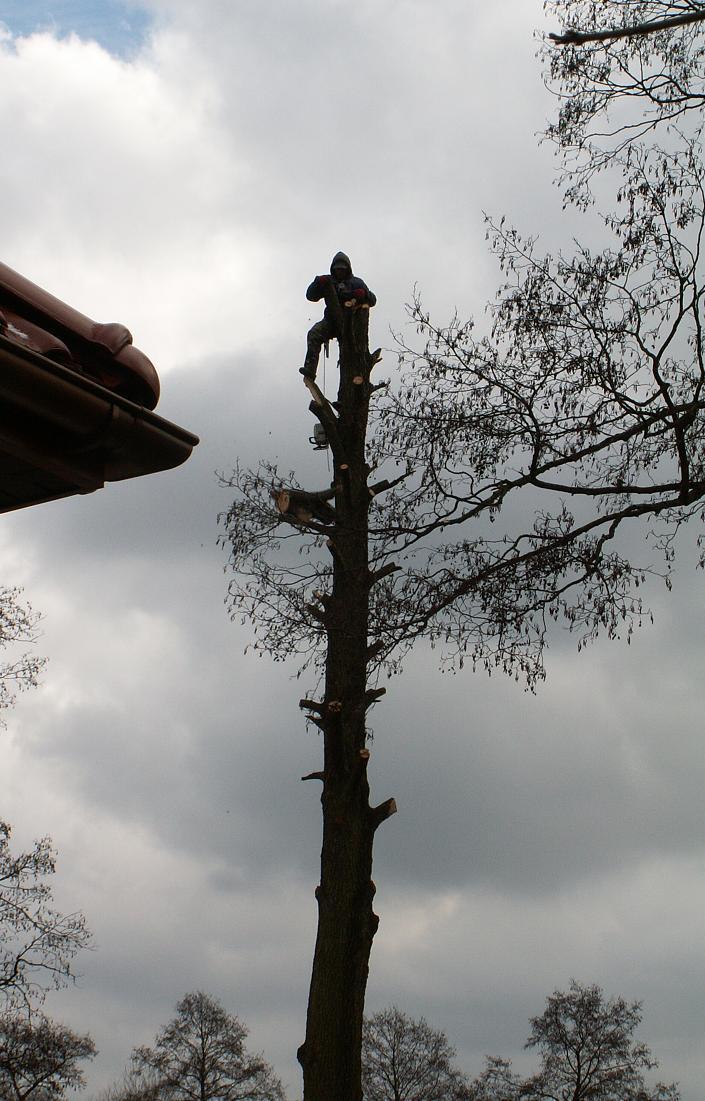 WYCINANIE WYCINKA DRZEW Przycinanie gałęzi, Warszawa i okolice, mazowieckie