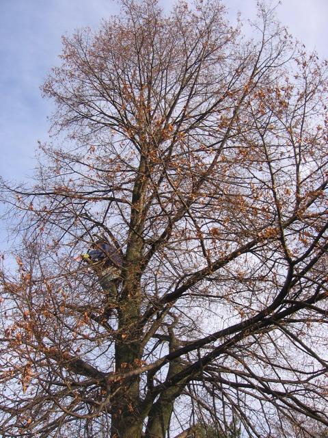 OGRODY - CZĘSTOCHOWA - PROJEKTOWANIE, WYKONANIE, Blachownia, Częstochowa, Opole, Lubliniec, śląskie