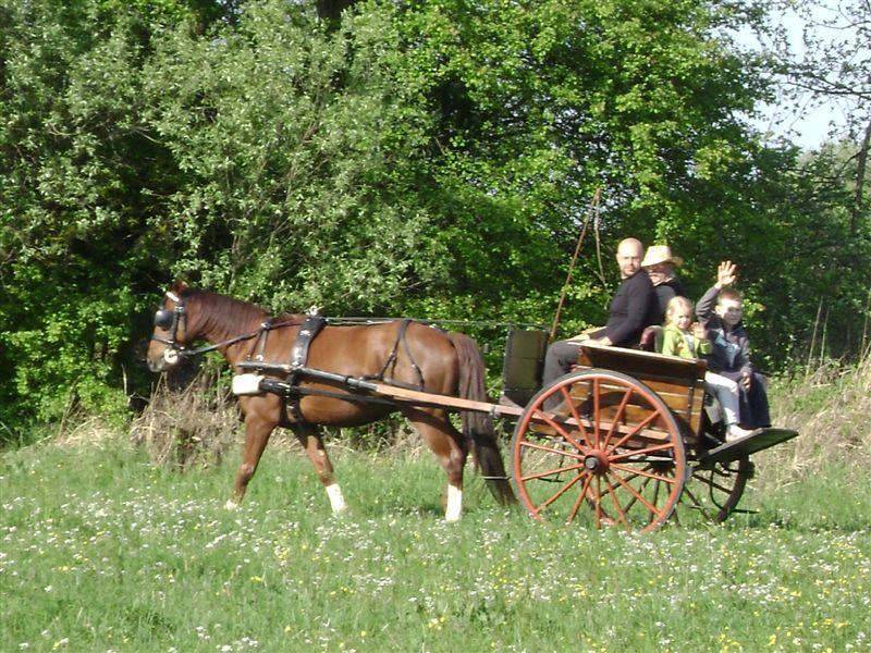 Stajnia dorado-puszcza Kampinoska, Leoncin, mazowieckie