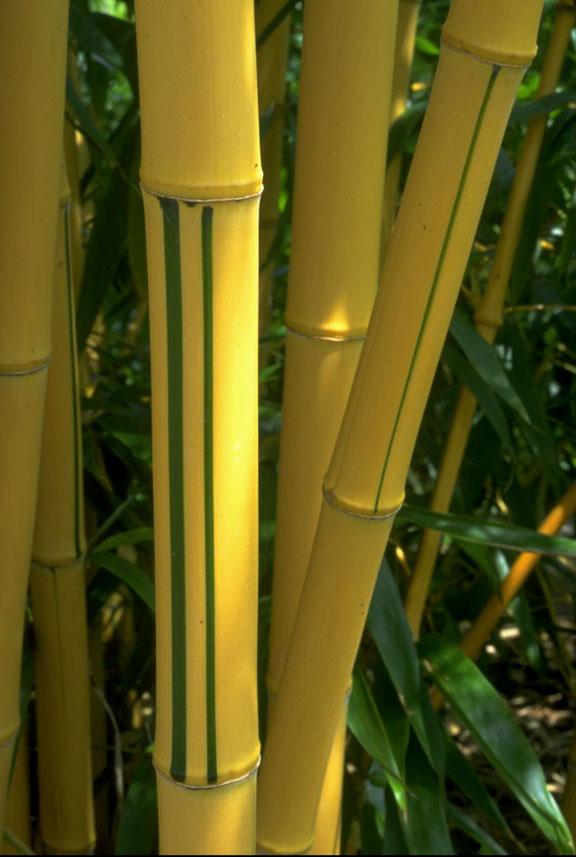 phyllostachys vivax