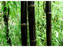 bambuso czarnych łodygach