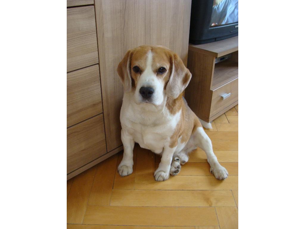 Beagle - reprodukcja, Warszawa, mazowieckie