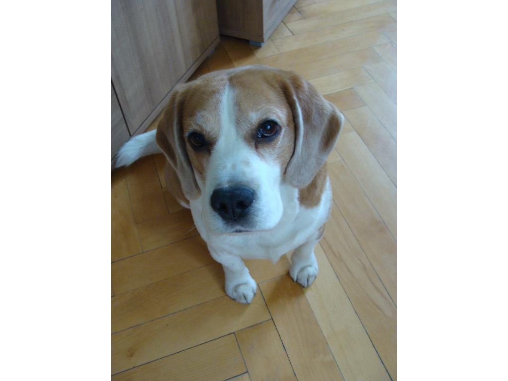 Beagle - reprodukcja, Warszawa, mazowieckie