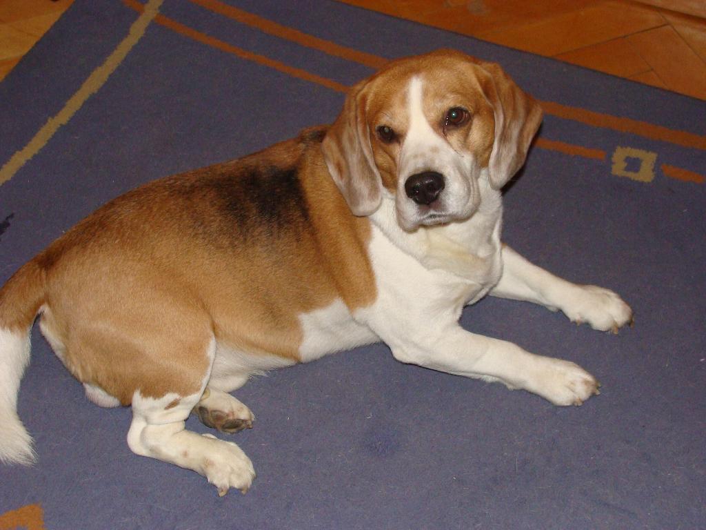 Beagle - reprodukcja, Warszawa, mazowieckie