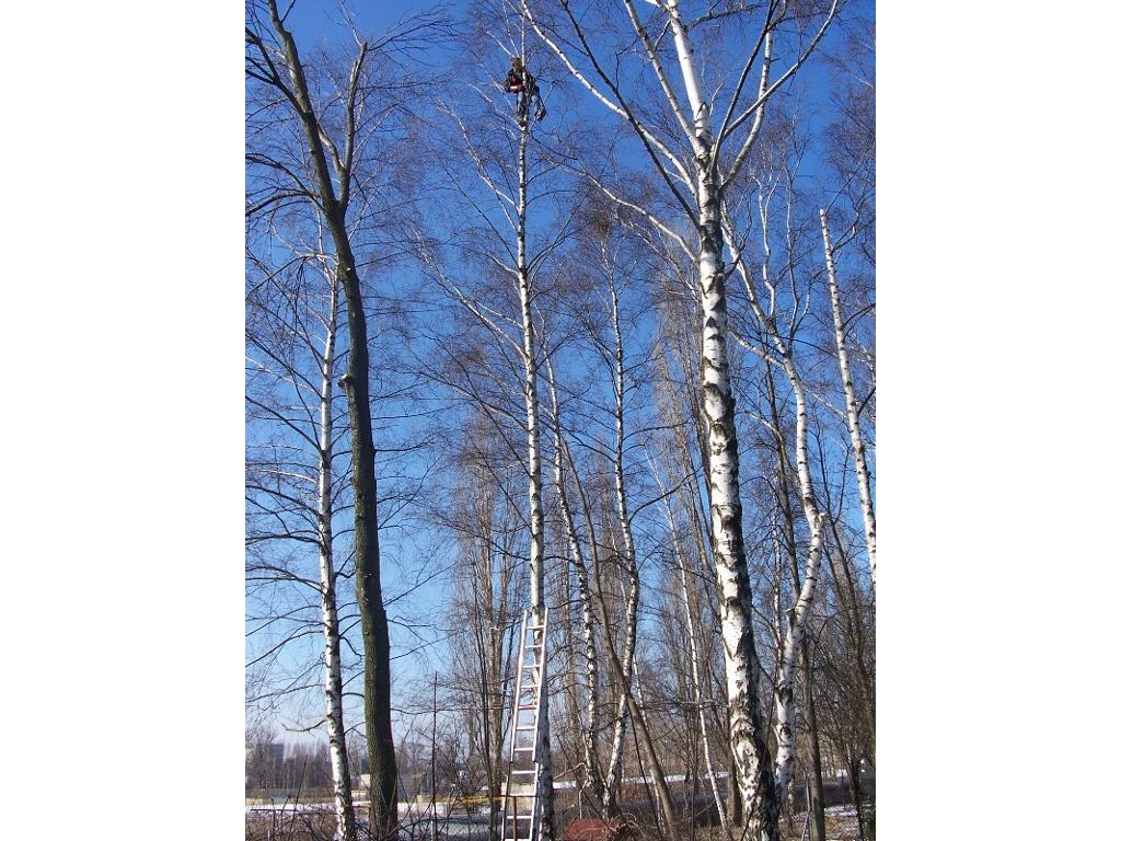 Cięcie drzew metodą alpinistyczną