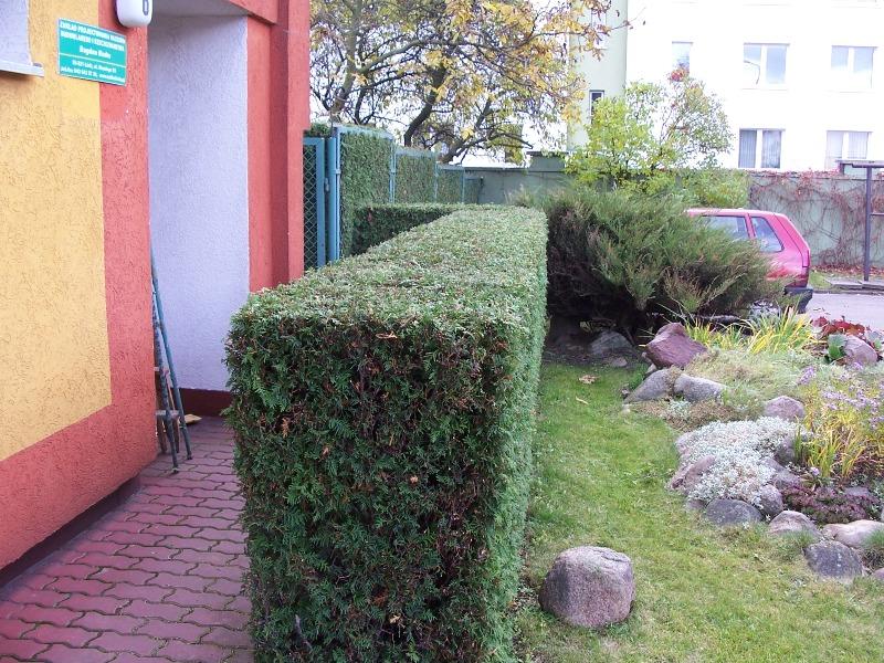 Cięcie żywopłotów