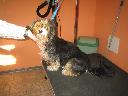 Tip Top Dog - salon pielęgnacji zwierząt, Gdynia Wielki Kack, pomorskie