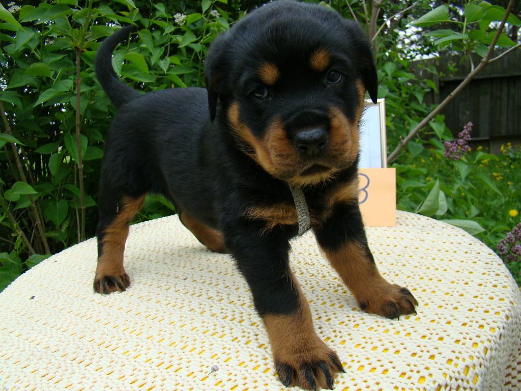 SPRZEDAM SZCZENIĘTA ROTTWEILER, Rybnik, śląskie