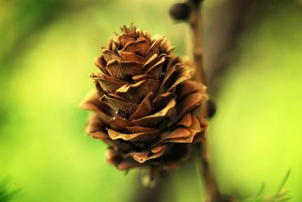 Larix Mysłowice