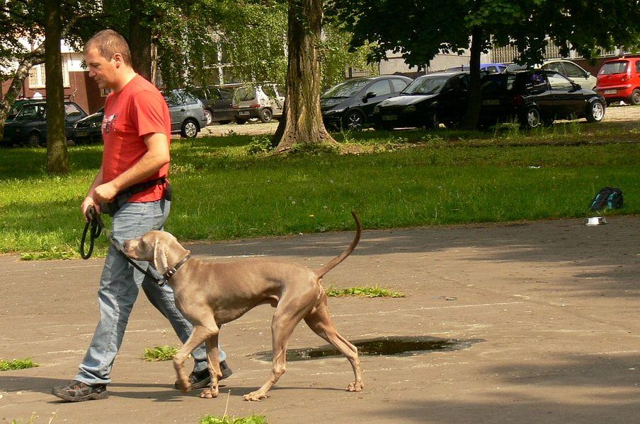 POZYTYWNE SZKOLENIE PSÓW, Tychy, Pszczyna, Oświęcim, Wola, Mikołów, Bieruń, śląskie