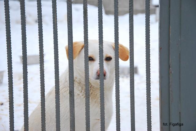 Rupert piękny psiak do adopcji, Łowicz, łódzkie