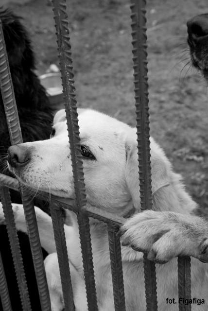 Rupert piękny psiak do adopcji, Łowicz, łódzkie