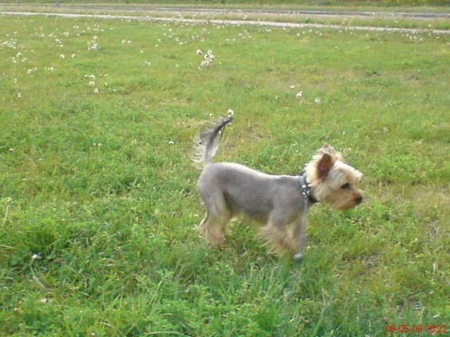 Yorkshire Terrier Reproduktor Warszawa, mazowieckie