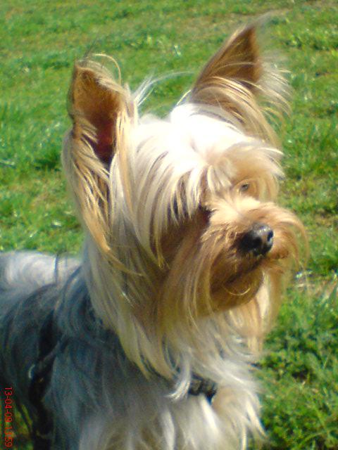 Yorkshire Terrier Reproduktor Warszawa, mazowieckie