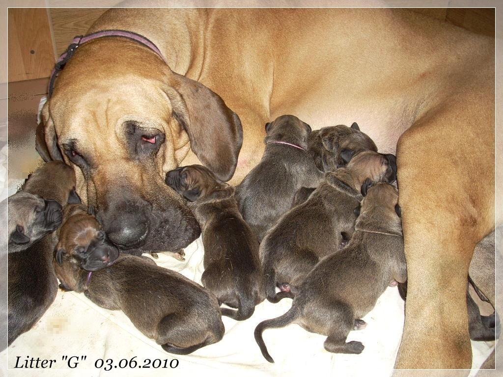 Fila Brasileiro-szczenięta-brazylijska krew, Czerwonak kPoznania, wielkopolskie