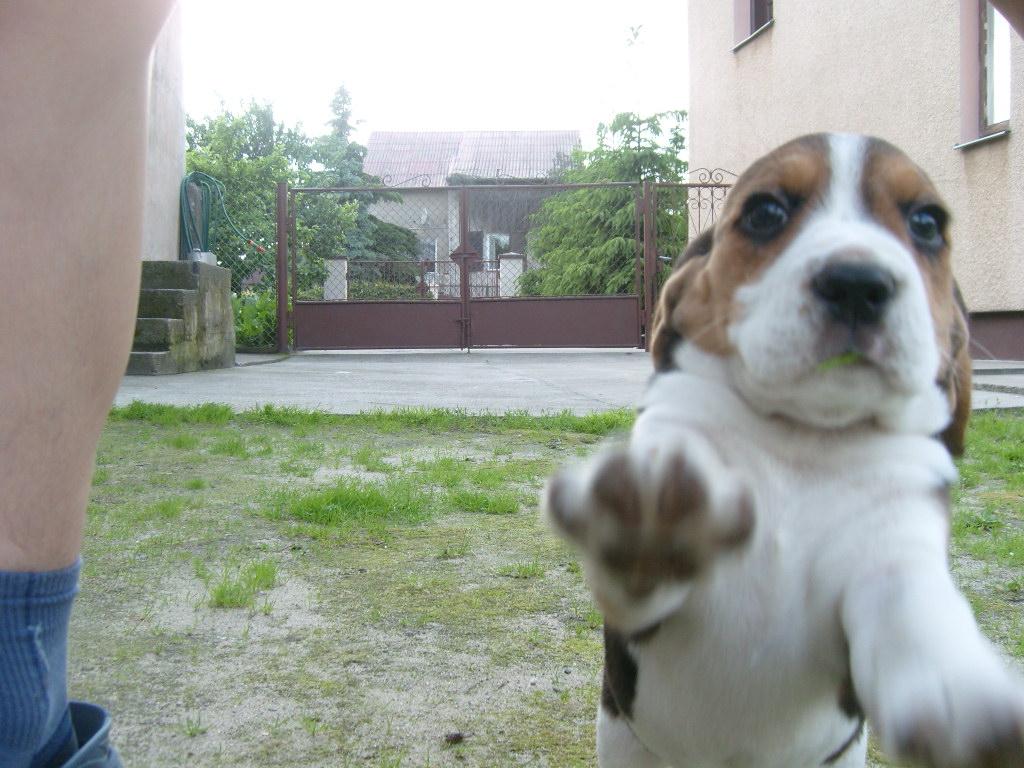 BEAGLE  RODOWODOWE, Włocławek, kujawsko-pomorskie