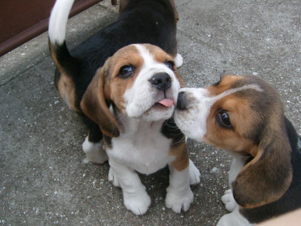 BEAGLE  RODOWODOWE, Włocławek, kujawsko-pomorskie