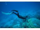 Kursy nurkowania  -  Freedivingu