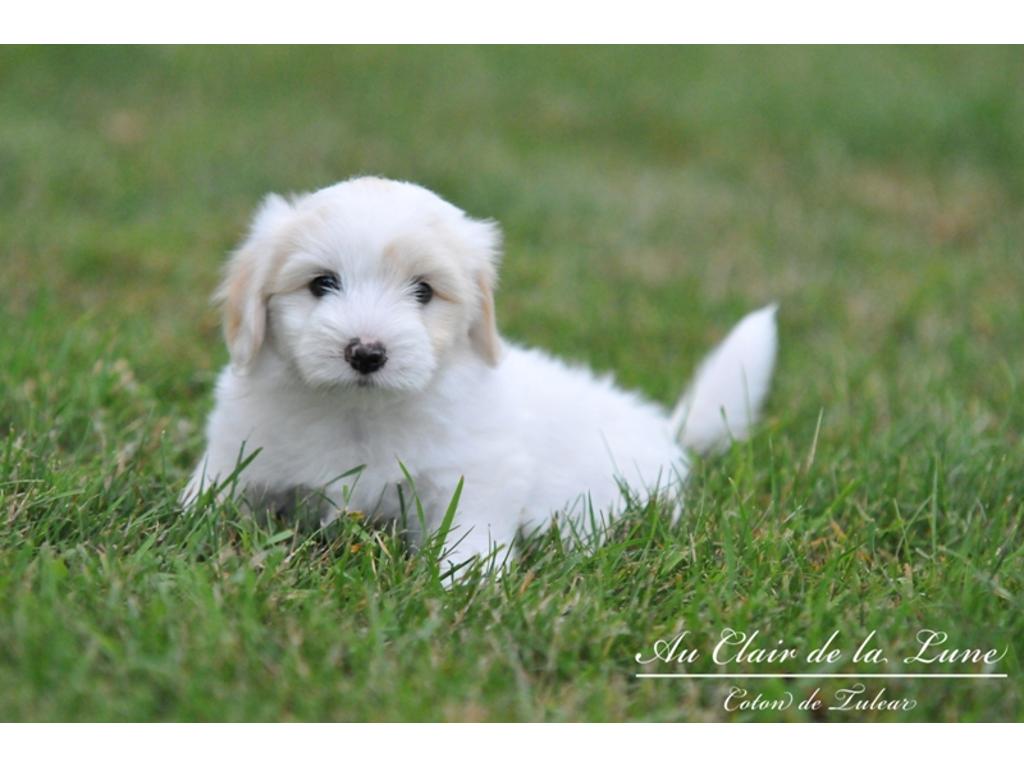 Szczenięta Coton de Tulear, podlaskie