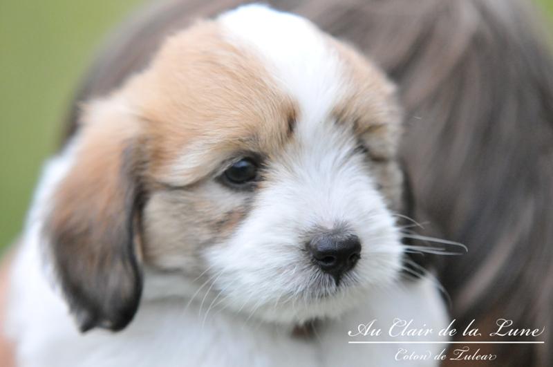 Szczenięta Coton de Tulear, podlaskie