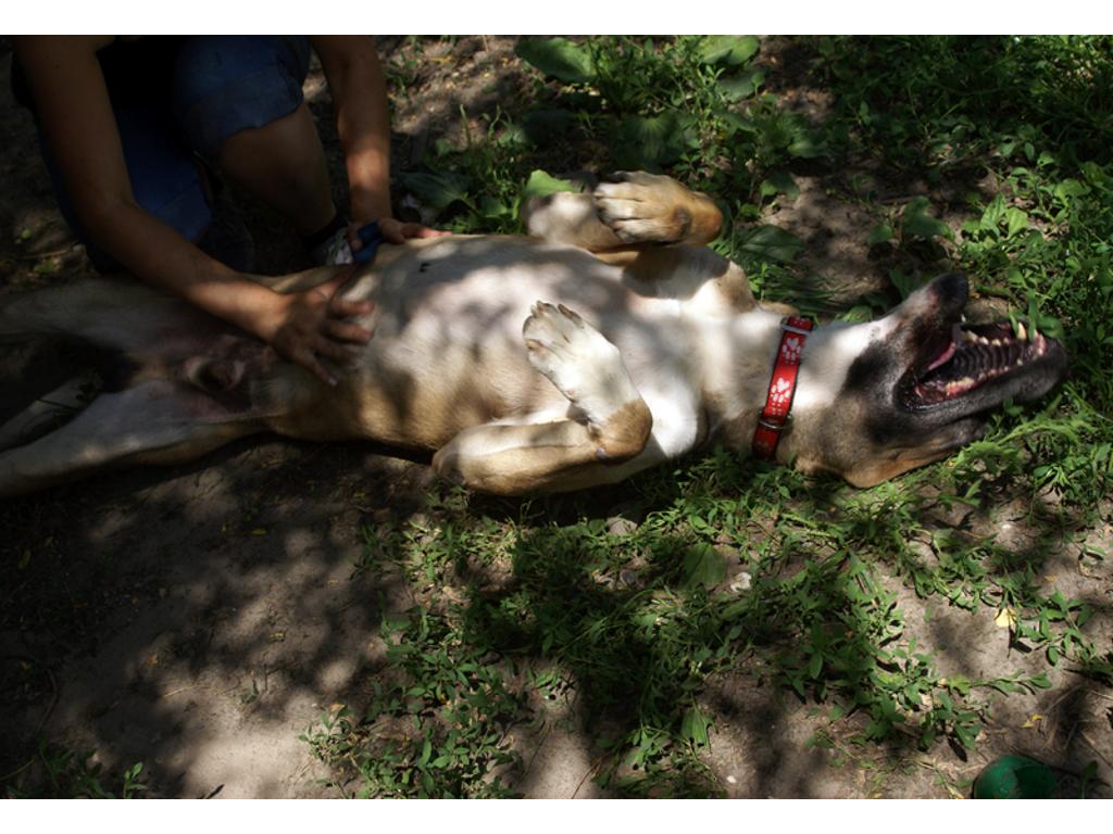 ADOPTUJ HANSA zabawnego doga, Kraków, małopolskie