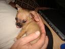 Chihuahua do nowego domu