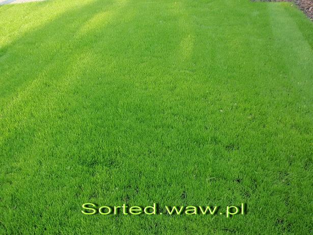 Zakładanie trawników - trawa z rolki _ siewu NAW, Warszawa, mazowieckie