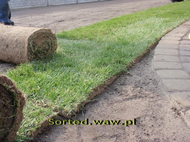 Zakładanie trawników - trawa z rolki _ siewu NAW, Warszawa, mazowieckie