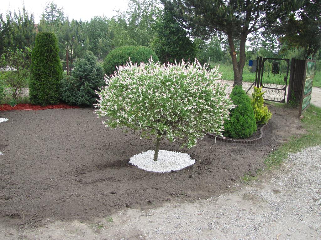 Salix integra " Hakuro - Nishiki " - wierzba japońska całolistna 