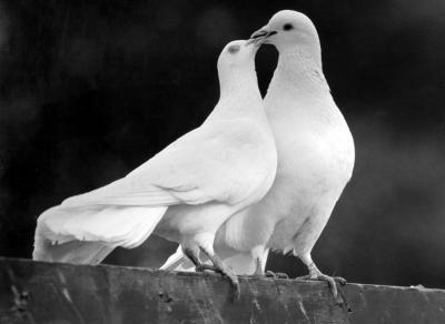 Białe gołębie na ślub i wesele POZNAŃ, wielkopolskie