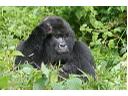 Kenia i Uganda -  tropem goryli 9 lub 16 dni