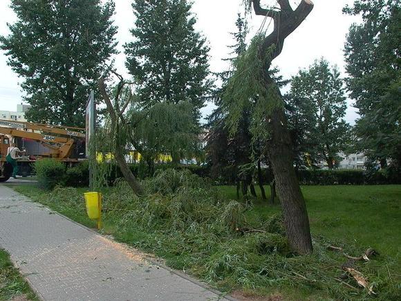 Formowanie, wycinanie drzew i krzewów / Łódź.., Łódź i okolice, łódzkie