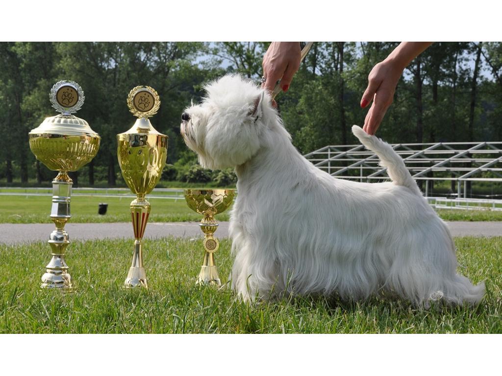 Westie - west highland white terrier - szczenięta