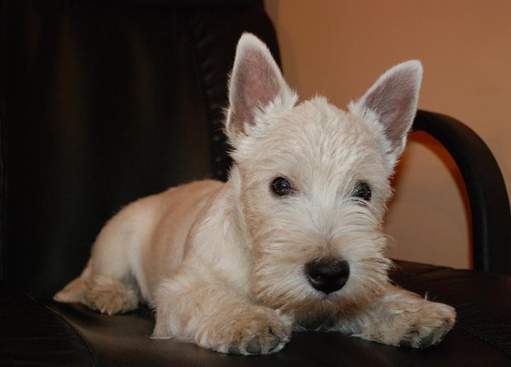 Westie - west highland white terrier - szczenięta