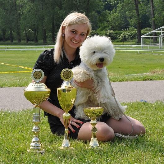 Westie - west highland white terrier - szczenięta