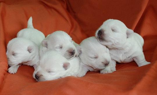 Westie - west highland white terrier - szczenięta