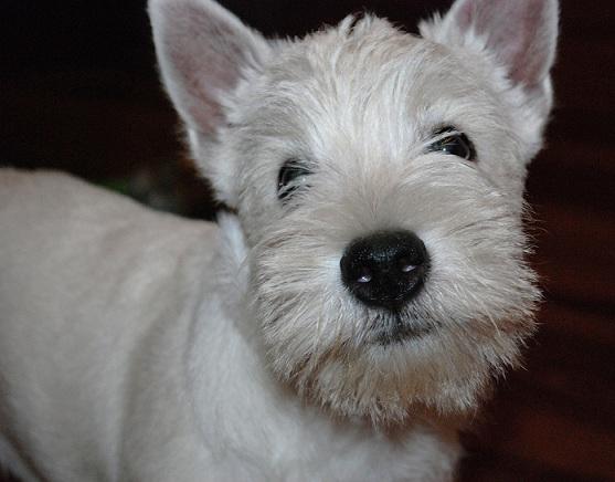 Westie - west highland white terrier - szczenięta