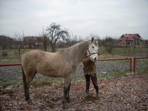 Konie niemstów lubin prochowice legnica wrocław, Legnica, Lubin, Prochowice, Wrocław, Wałbrzych, dolnośląskie