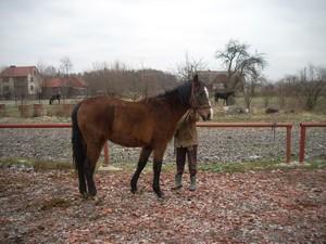 Konie niemstów lubin prochowice legnica wrocław, Legnica, Lubin, Prochowice, Wrocław, Wałbrzych, dolnośląskie