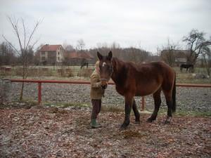 Konie niemstów lubin prochowice legnica wrocław, Legnica, Lubin, Prochowice, Wrocław, Wałbrzych, dolnośląskie