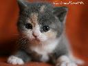 Rodowodowa kotka brytyjska  -  przepiękne ubarwieni
