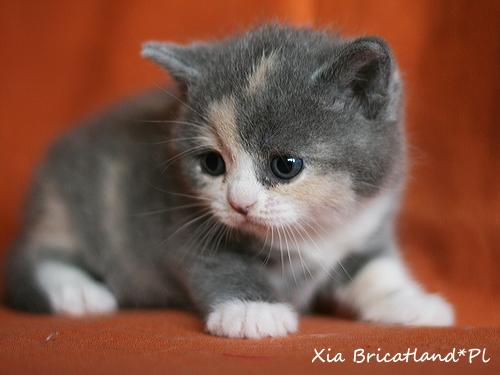 Rodowodowa kotka brytyjska - przepiękne ubarwieni, Inowrocław, dolnośląskie