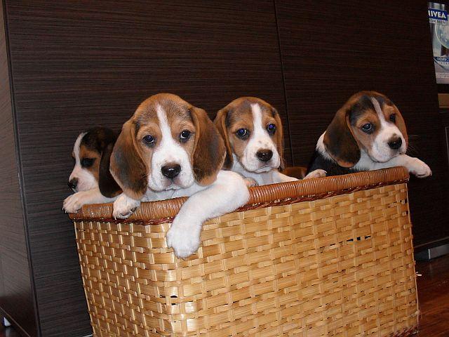 BEAGLE TRICOLOR szczeniaczki!!!!