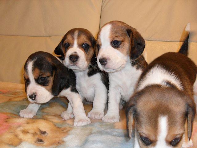 BEAGLE TRICOLOR szczeniaczki!!!!