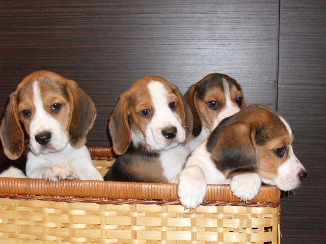 BEAGLE TRICOLOR szczeniaczki!!!!